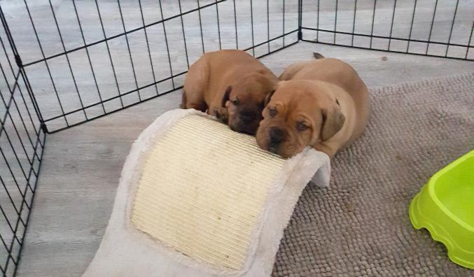 Chiot type dogue de bordeaux