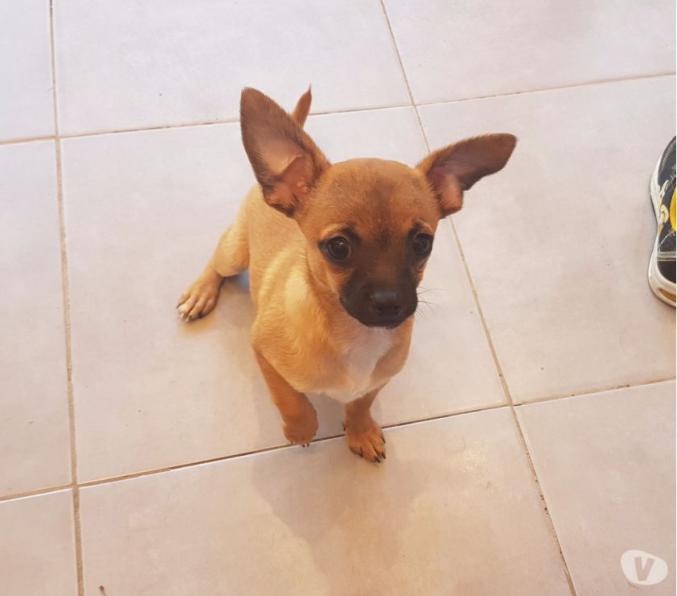 Mangnifique Chiots chihuahua