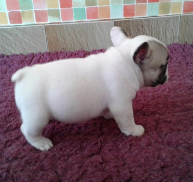 Magnifique chiot Bouledogue Français femelle