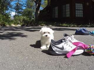 Don chiot type bichon maltais