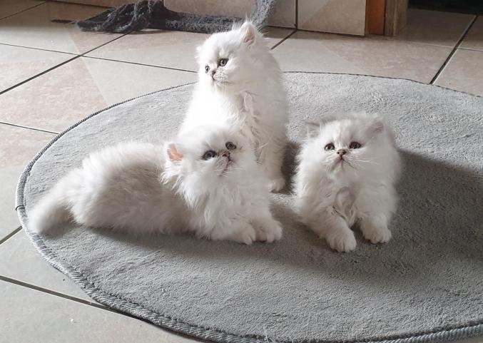 Chaton persan non loof 