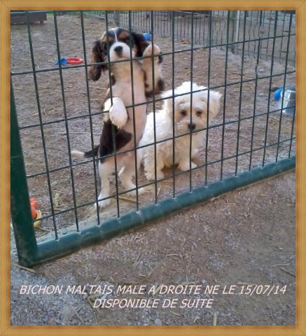 Chiot Bichon maltais mâle