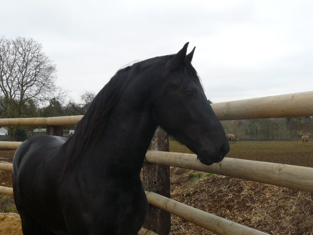Hongre Frison 5 ans Noir