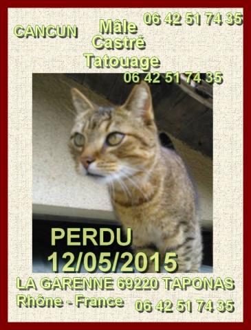 Chat tigré, castré, tatoué, perdu depuis mai 2015, sur LA GARENNE, 69220 Taponas.