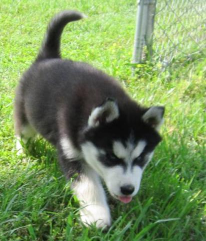 Très adorable chiots husky de sibérien