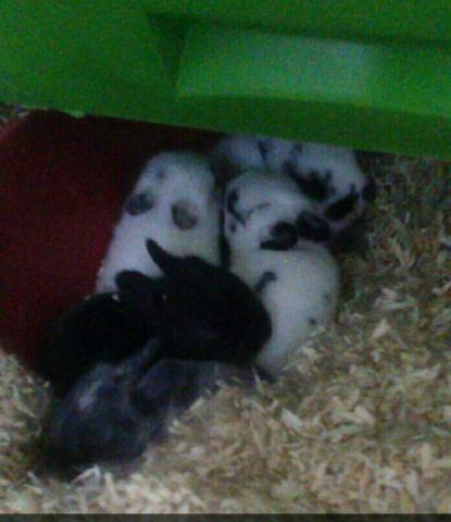 Donne 6 lapins nains