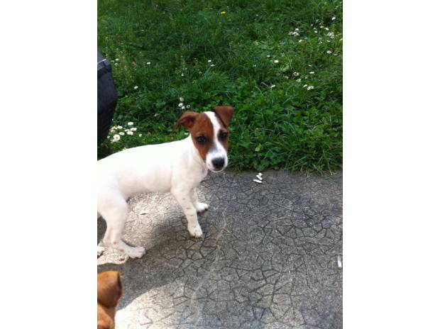 Adoption chiots type jack russel Lof