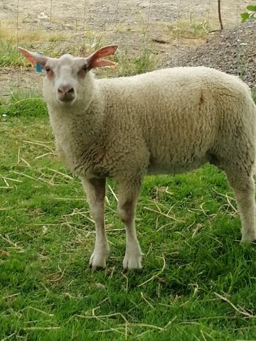 3 agneaux males de 3 mois et demi 