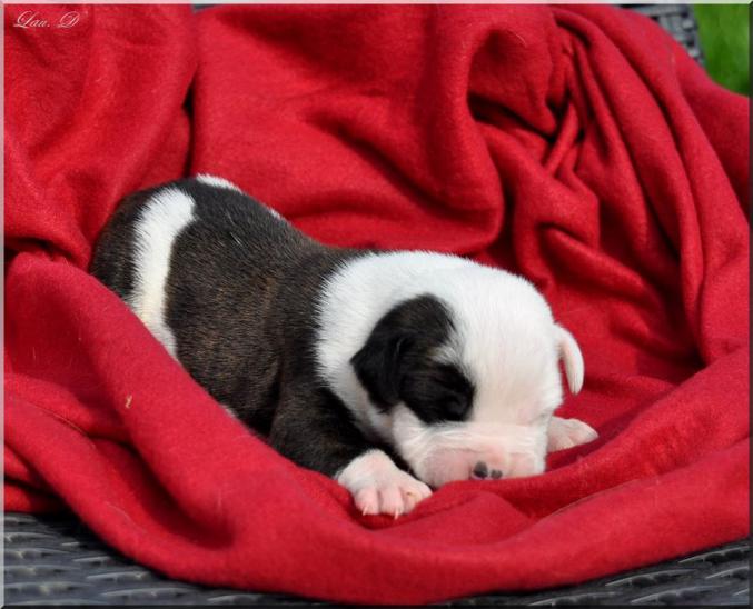 Superbe Chiots Bouledogue americain