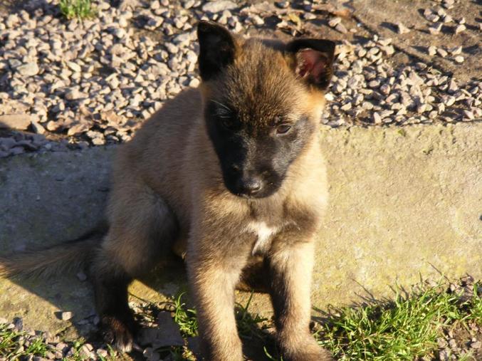 Berger malinois LOF à donner