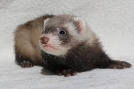 Furet zibeline