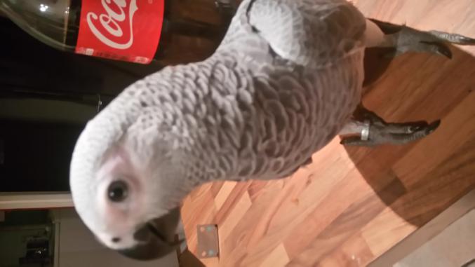 Perroquet gris du gabon 