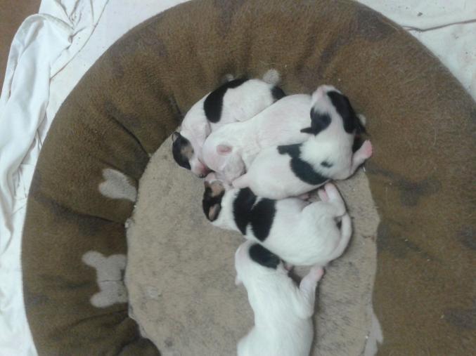 Chiots Fox terrier à poil dur 