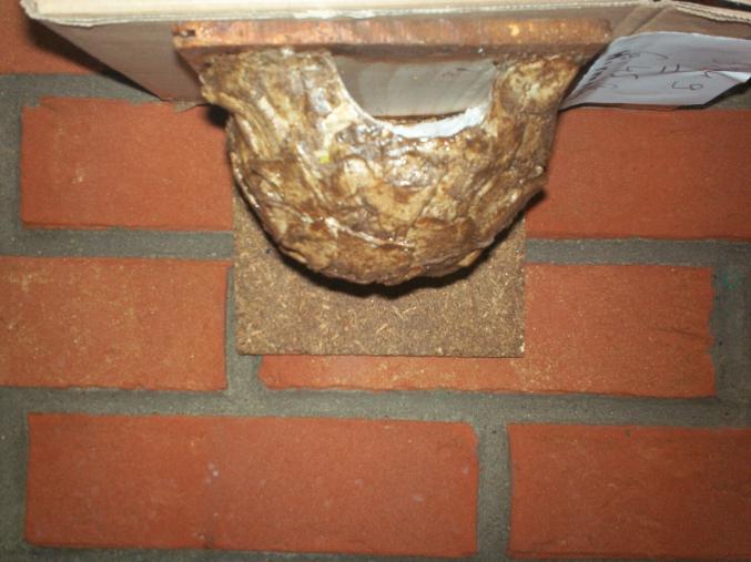 Abris pour hirondelles