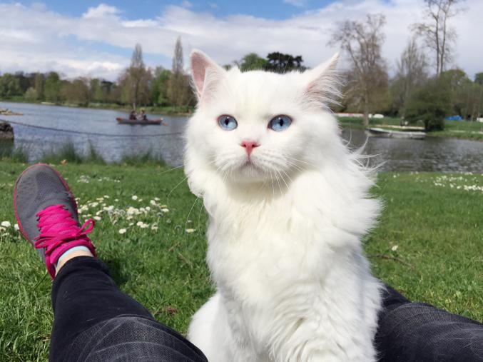 Adorables chaton à vendre