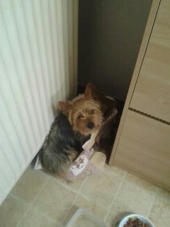 Donne chien de type Yorkshire