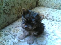 Chiot type yorkshiere