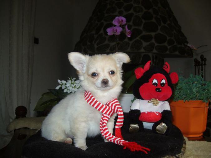 Don de mon magnifique chihuahua 