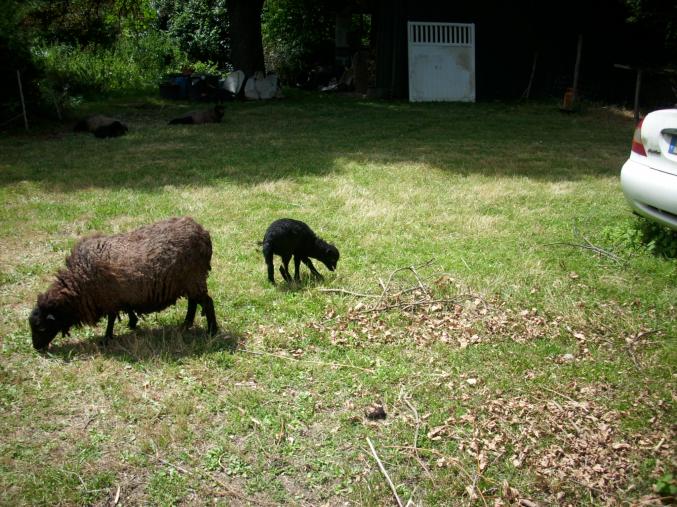 Moutons d'ouessant