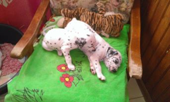 Vend chiots dalmatiens