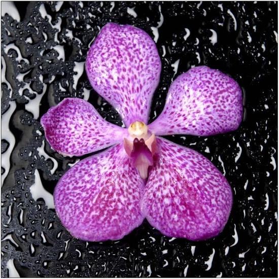 Gardes animaux repas