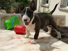 Superbe chiots Bull Terrier Miniature LOF