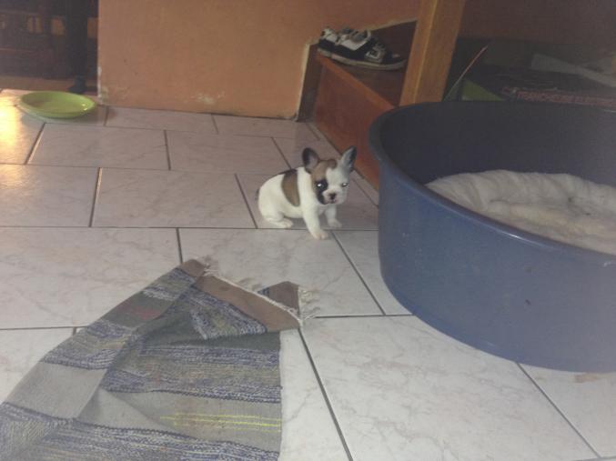 A réservé chiot bouledogue francais