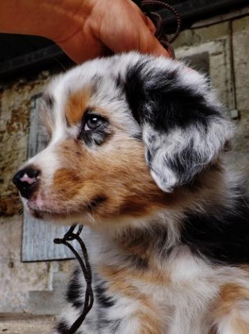 Chiots bergers australien LOF