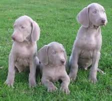 Chiots Braque de weimar LOF