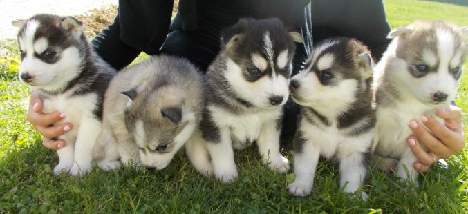 A reserver Chiot Type Husky Sibérien