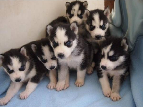 6 chiots husky de siberie à adopter