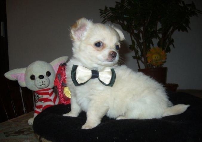 A donner chiot chihuahua Lof,