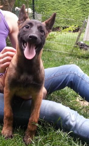 Chiots berger belge malinois LOF