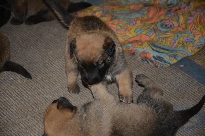 Chiots malinois
