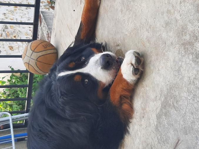 Garde chien chat et nac 