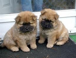 Superbes chiots chow chow lof poil long