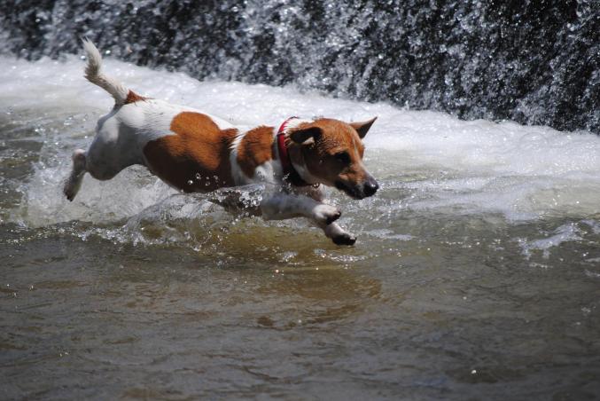 Cherche nouveaux maitres serieux pour male Jack 