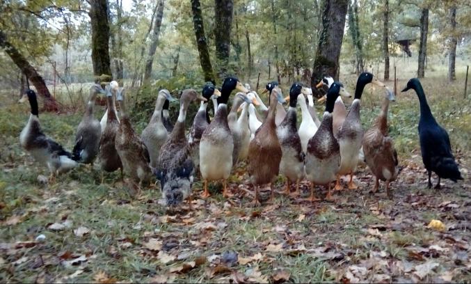 Canard coureur indien
