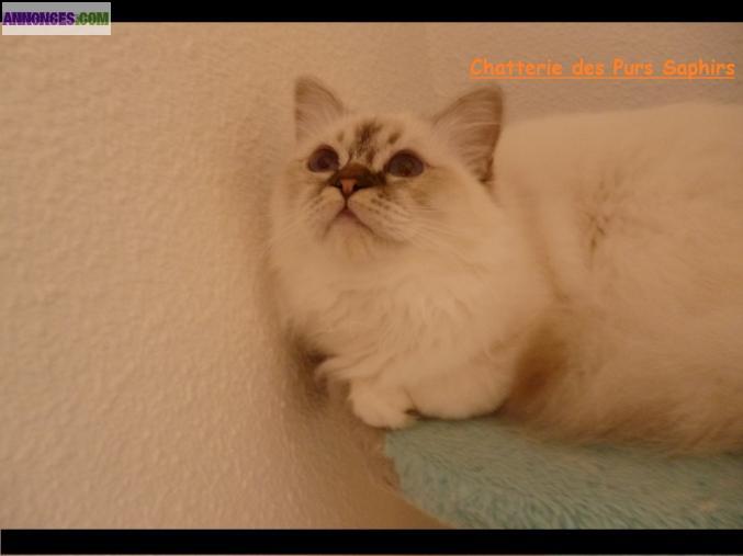 Chatons Sacré de Birmanie LOOF