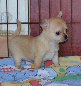 Bébés Chiots type chihuahua