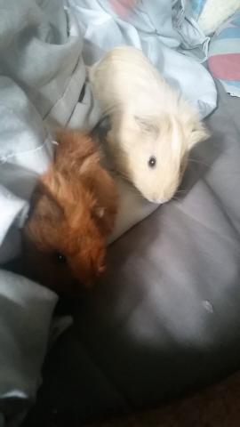 Vend deux jeune cochon d'inde