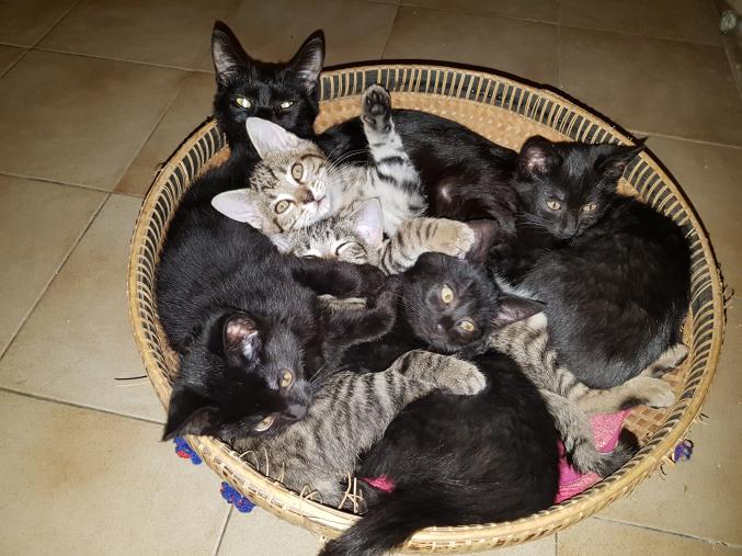 Donne chatons contre bons soins