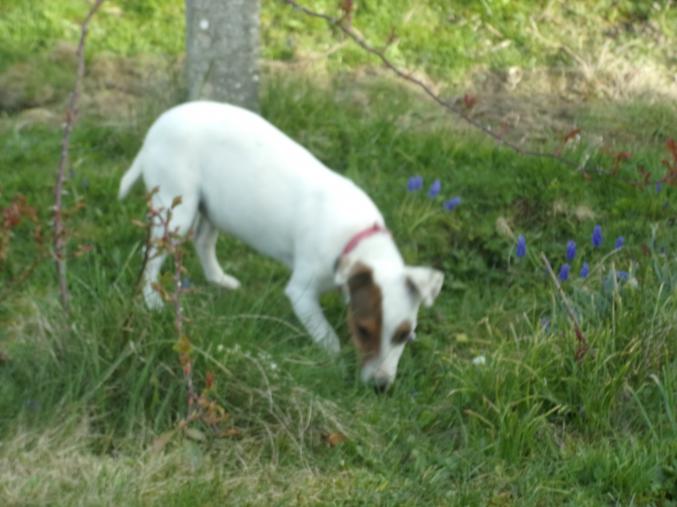 Donne femelle jack russel