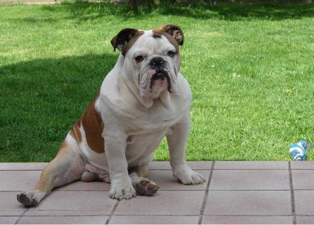 Bulldog Anglais pour saillie