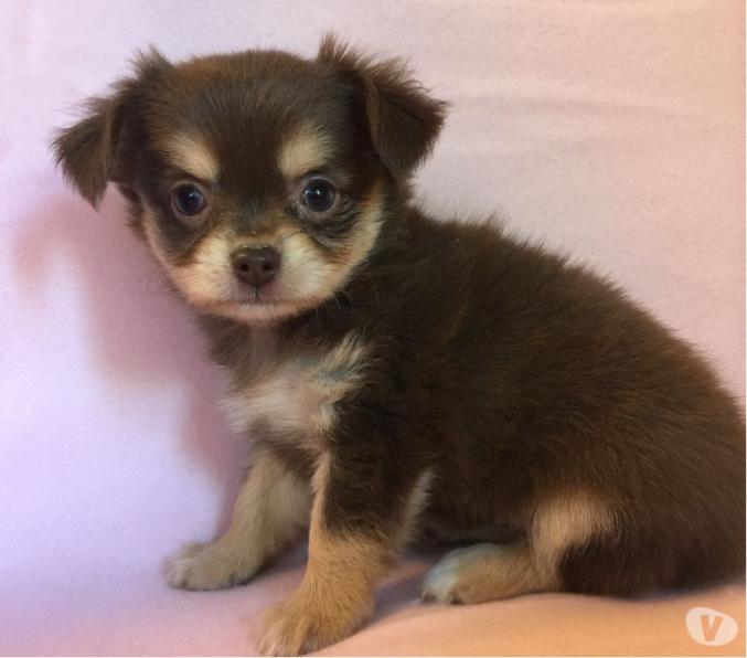 Chiots chihuahua males et femelles (mini et standard)