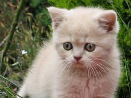Chaton british shorthair pure race loof