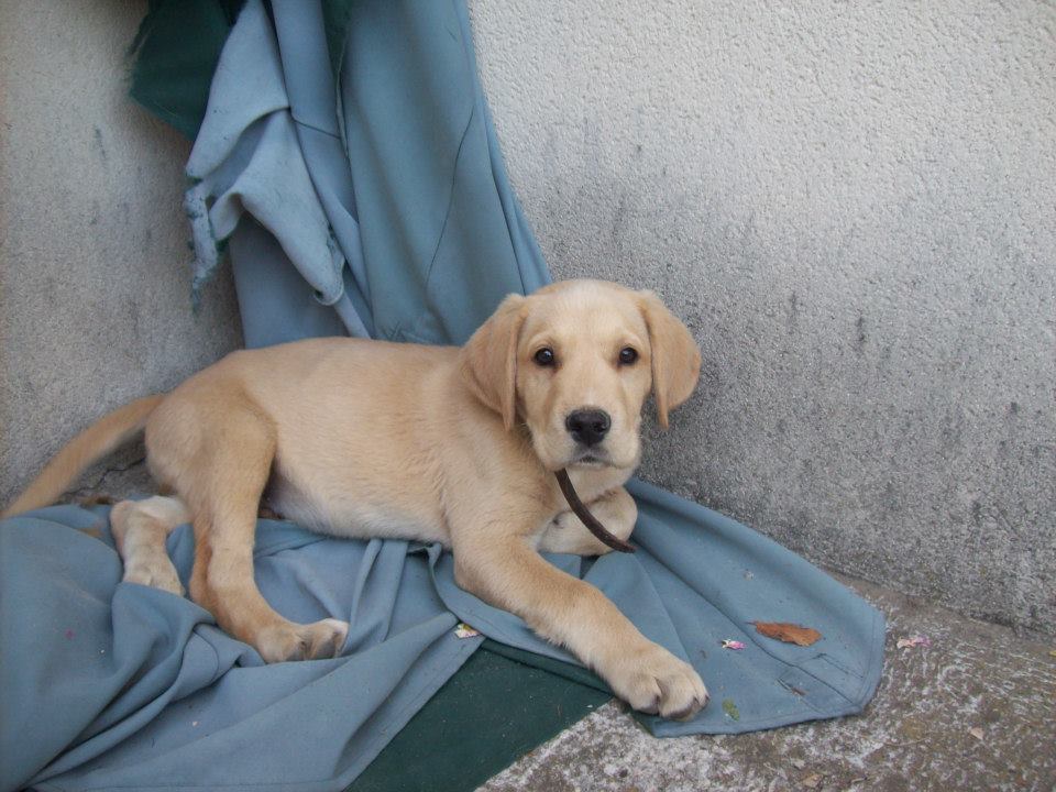Chiot Labrador Golden