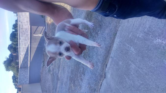 Chiot type chihuahua 
