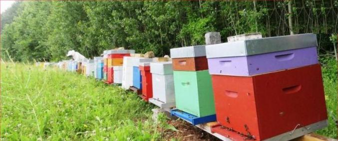 Formation en apiculture