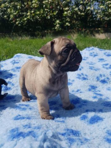 A donner bouledogue français femelle non lof